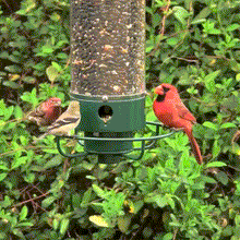 Cargar imagen en el visor de la galerĆa, 2024 Summer New Arrival š„100% Squirrel Resistant Bird Feeder
