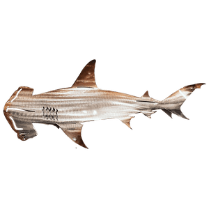SheremArt Metal Shark Art